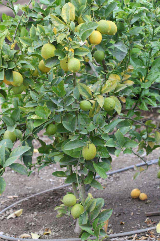               Habit (Doctor Strong, Riverside,   CA)   